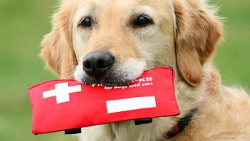 Ocho cosas que debes llevar siempre en el botiquín para tu perro