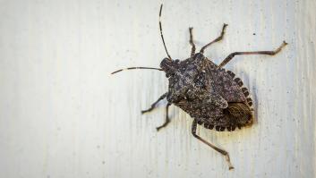 Atención si tu casa está invadida por esta plaga apestosa: es indicativo de dos problemas graves