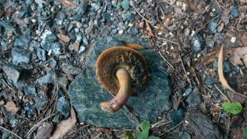 Los españoles no suelen topar en los bosques con el hongo que se es más sabroso que los boletus