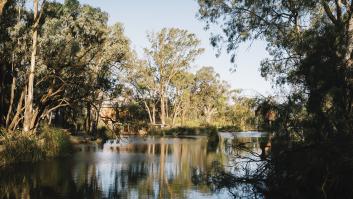 Un hombre quería leña y tala ilegalmente un árbol de 350 años: acaba con una multa muy inferior