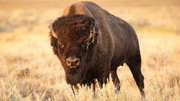 Convierten una isla abandonada en zona de experimentos biológicos y estos son los animales que han quedado en ella