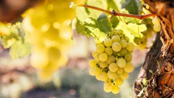 Un agricultor sale a aclarar por qué se ven uvas sin pepitas y se desmarca de cualquier experimento genético