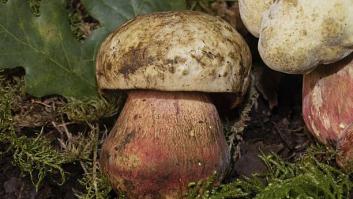 La seta 'del diablo' que ha desorientado a los recolectores: no es venenosa, pero arruina la comida