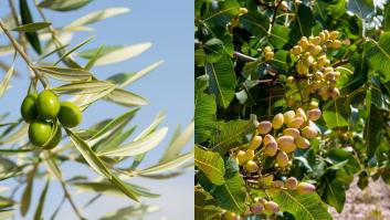 Al olivo de Jaén le sale competidor con el cultivo que más crece en la provincia y por el que se conceden ayudas de hasta 700.000 euros