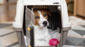 7 consejos para llevar a tu perro de forma segura en coche