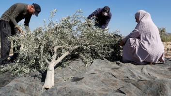 Cosecha de sangre: La ONU denuncia la violencia colona contra los cisjordanos que recogen aceitunas
