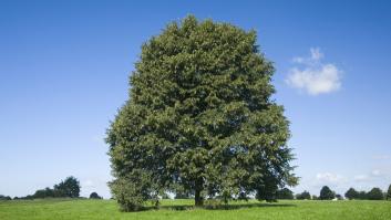Un veterano arboricultor que se jubila poco a poco regala sus 20.000 árboles: "Siempre y cuando encuentren un buen hogar"