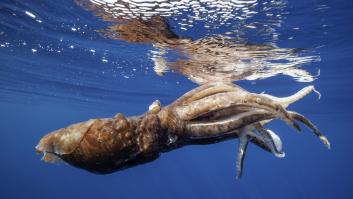 Un pescador se ilusiona al sacar un calamar de 12 kilos pero el animal aún tenía un as bajo la manga: "Son realmente listos"