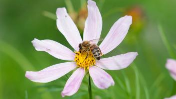 Descubren una nueva especie de insecto mediterráneo y los investigadores activan las alarmas por el presagio medioambiental que conlleva