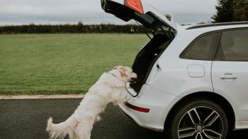 Un perro se choca contra un coche y la que demanda a todo el mundo no es la dueña del animal ni el conductor
