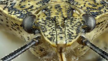 Regresa en otoño el problemático insecto asiático a los hogares españoles: cómo protegerte o evitar la invasión