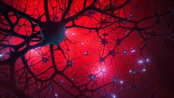 Una autoridad española en neurobiología descubre la gran 'poda' que impide aprender idiomas a partir de esta edad