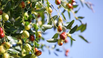 La especie agrícola de origen chino que soporta muchas de las adversidades del campo: resistente a sequías y heladas tardías