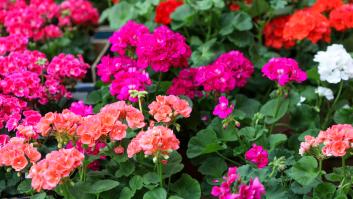 Solo una gota de este fertilizante hará que tus geranios florezcan durante todo el año