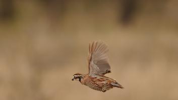 Científicos ponen GP's a cinco codornices en Ciudad Real y los viajes insólitos abren nuevas posibilidades en su seguimiento