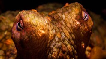 Se desata una extraña disputa en Gran Canaria por un millón de pulpos y Alemania lo observa todo con desconcierto