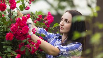 Avisan que si no podas estas bellas plantas antes de que finalice octubre será demasiado tarde para su floración