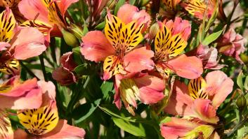 La preciosa planta que florece en otoño y puede llevar a tu jardín la primavera a principios de noviembre
