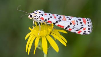 Fotografía una polilla hermosa y no se espera el aviso de un ecologista: "Intenta comerme y te arrezpentirás"