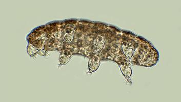 El extraño animal de apenas un milímetro, pero resiste más que un elefante