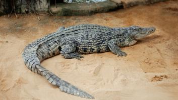 Desentierran una nueva especie de cocodrilo en el desierto de hasta 4 metros: podría reescribir la historia evolutiva de su grupo