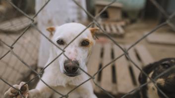 Una familia deja a su cachorro en una protectora en teoría solo durante las vacaciones, pero a la vuelta se activa la tragedia