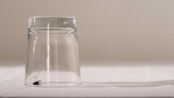 Se termina una cerveza, pide otra gratis porque hay una avispa en su copa y la respuesta de la hostelera es la caña verdadera