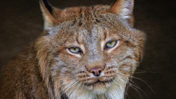 Los ecologistas se ponen de acuerdo para lanzar en el Pirineo catalán a un gran depredador desaparecido hace un siglo
