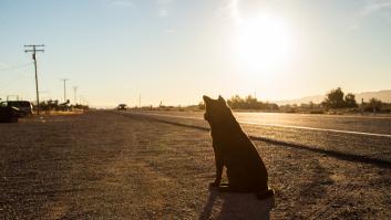 Encuentran a un perro abandonado en la autopista y el mensaje que porta es desgarrador: "Ya ha visto algunas de las peores cosas que la gente puede hacer"