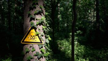 La declaran la planta más venenosa del mundo: los españoles comen su fruto por kilos