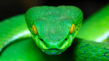 En el mundo habitan 4000 especies de serpientes: estas son las más venenosas y voraces del mundo