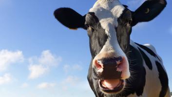 Una vaca se huele que su final se acerca, escapa con astucia y desata un revuelo nacional: “Nadie podrá hacerle daño"