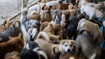 El pueblo de Mallorca en el que tener más de tres mascotas en casa está castigado con multas de 3.000 euros