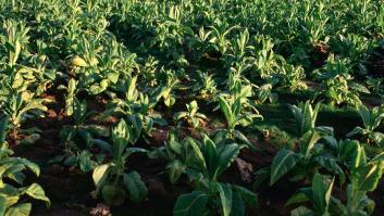 El cultivo de tabaco en España pisa el acelerador, adelanta al del aceite de oliva y la OMS prepara la zancadilla