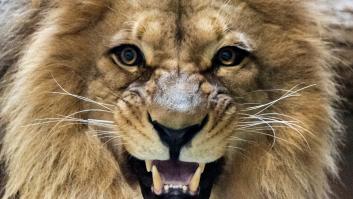 Hasta los leones y los tigres temen al sonido más aterrador de la jungla: "Está profundamente arraigado y generalizado"