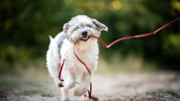 Arranca el plan de pasear al perro sin perro: "El mundo se está volviendo más loco"
