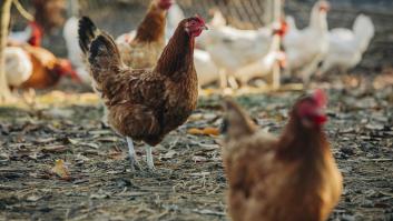 El Gobierno prohíbe la crianza de aves de corral al aire libre por el aumento del riesgo de gripe aviar en España