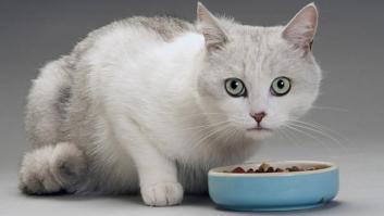 9 alimentos que no deberías darle nunca a tu gato