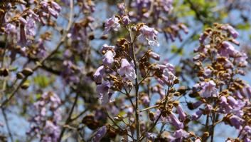Flores moradas en forma de campana en la rama de un árbol, cielo azul de fondo - Nueva York, NY, EE. UU.