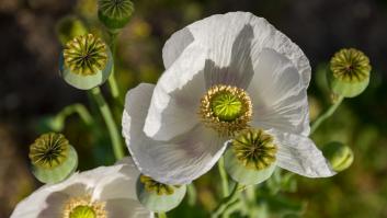 Agentes de la CIA libraron una guerra secreta lanzando miles de millones de semillas de amapolas para acabar con el cultivo de opio en este país