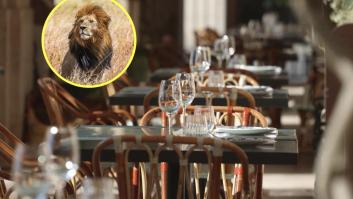 El restaurante de Murcia donde puedes comer a escasos metros de leones con total seguridad