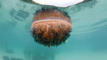 Alerta en Andalucía tras ver el primer ejemplar de 'medusa invertida' en sus aguas