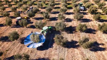 Vista desde arriba de un primer plano de agricultores y un grupo de tractores con sombrillas recolectando aceitunas.