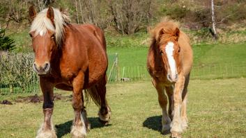 Un ganadero pierde sus caballos en Francia, aparecen en Rumanía y recuperarlos les costará 5.000 euros