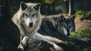 Yellowstone se llena de una nueva generación de estos árboles 80 años después gracias a sus lobos