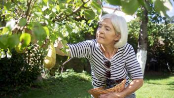 Imagen de archivo de un árbol frutal en un jardín