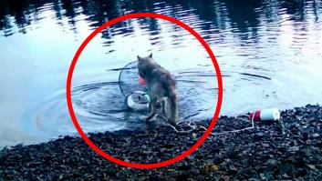 Graban a un lobo salvaje usando herramientas humanas para cazar: nivel avanzado de razonamiento