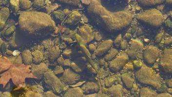 Fracasa la 'escalera de peces' de 1,7 millones de euros y pasa a ser un callejón sin salida para especies en peligro de extinción