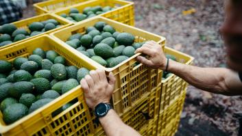 Paco, agricultor malagueño de toda la vida: "Sacamos unas 7 toneladas de oro verde y lo vendemos a tres euros el kilo, son 18.000 euros"
