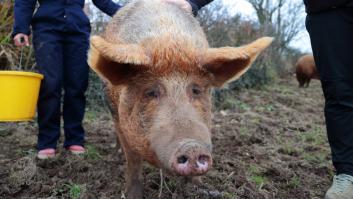 Avisan de la llegada de la peste porcina africana a España: detectados dos casos en Cataluña por primera vez en tres décadas